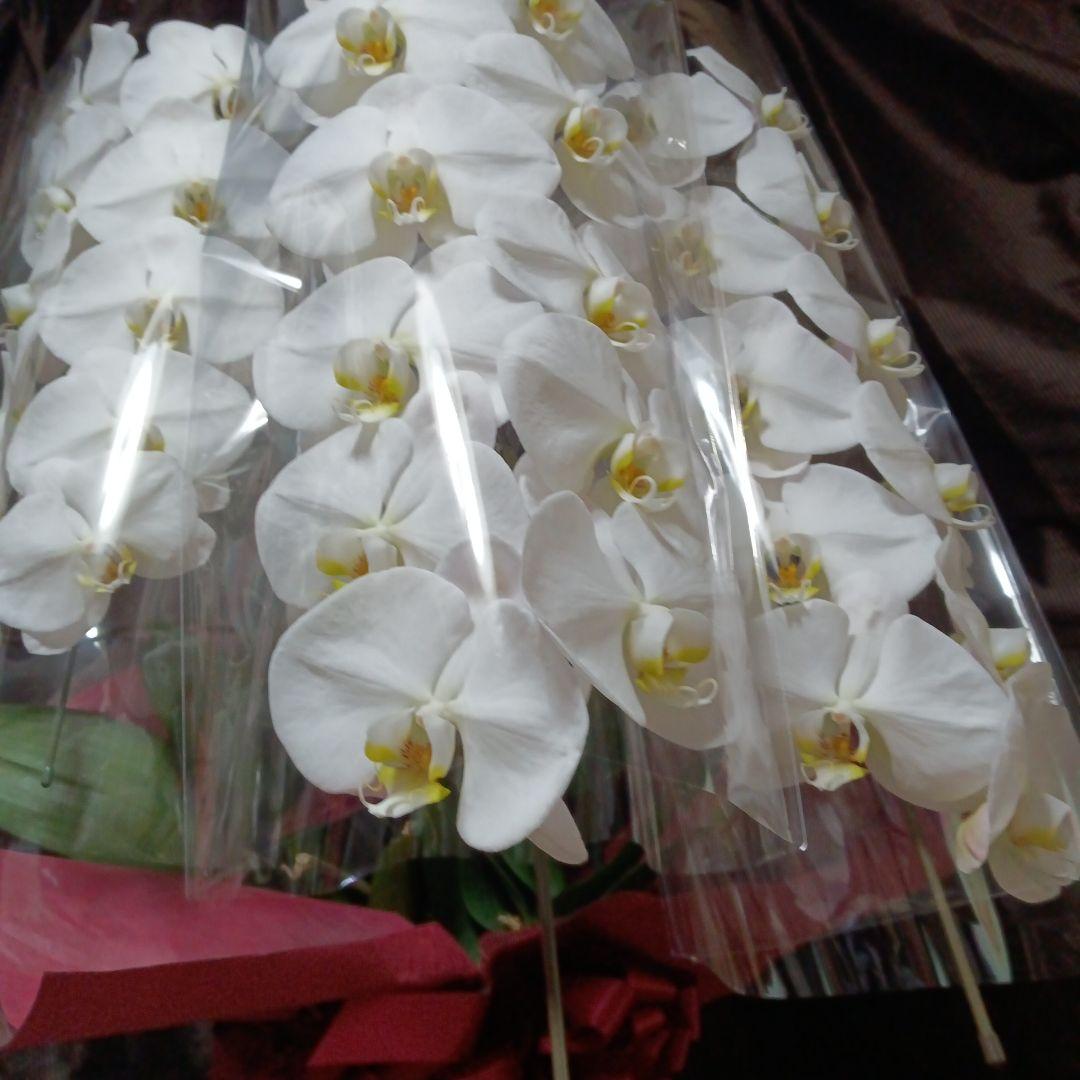 チャチャ　胡蝶蘭　生花　花鉢