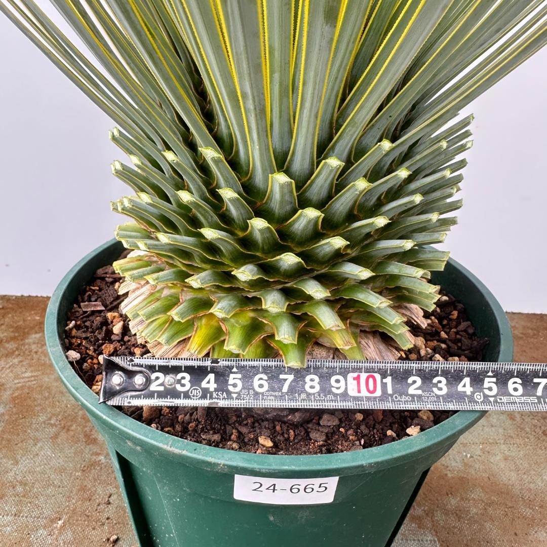 ユッカ　ロストラータ【24-665】超超美形　シルバーブルー