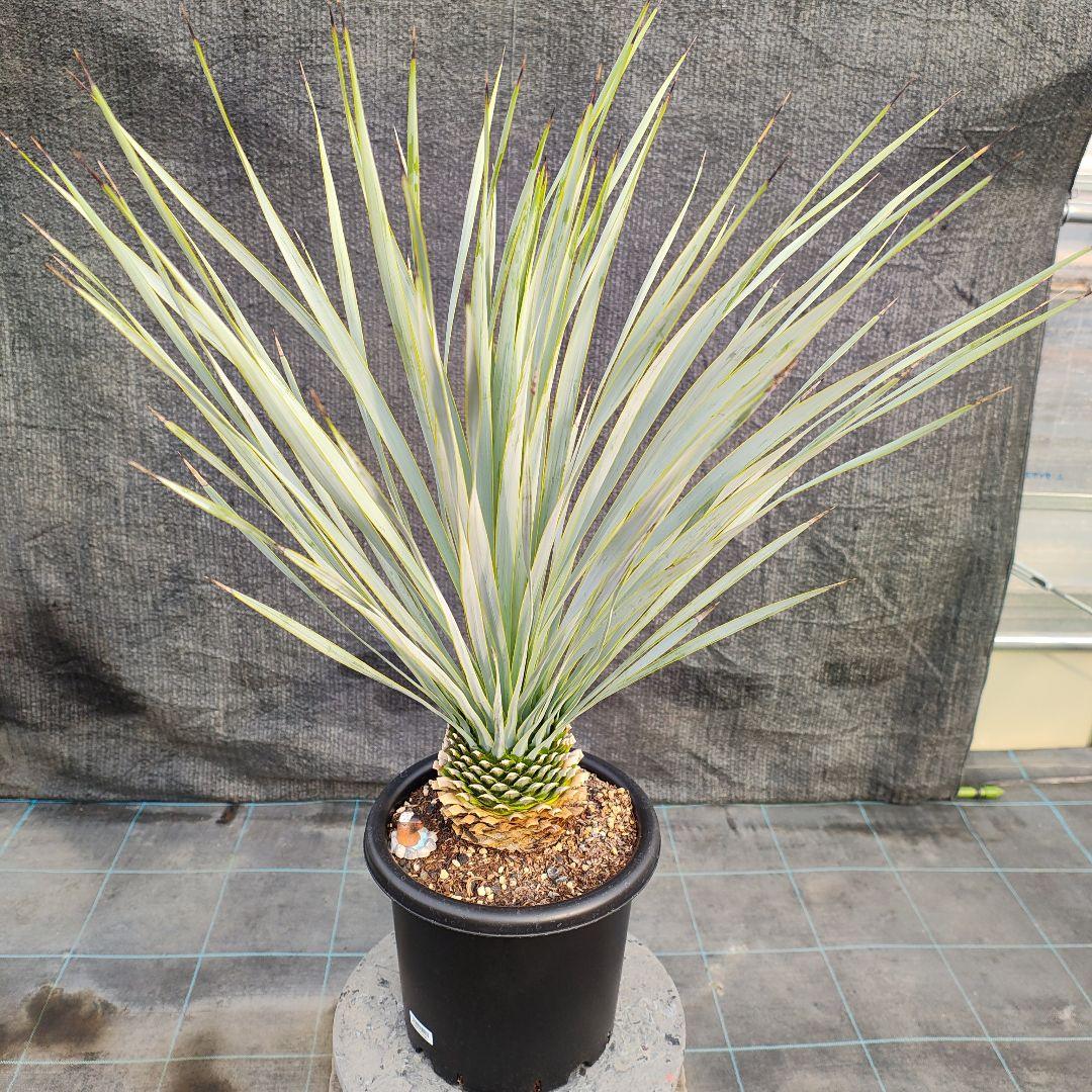 h*o様 ユッカ ロストラータ Hybrid No.2