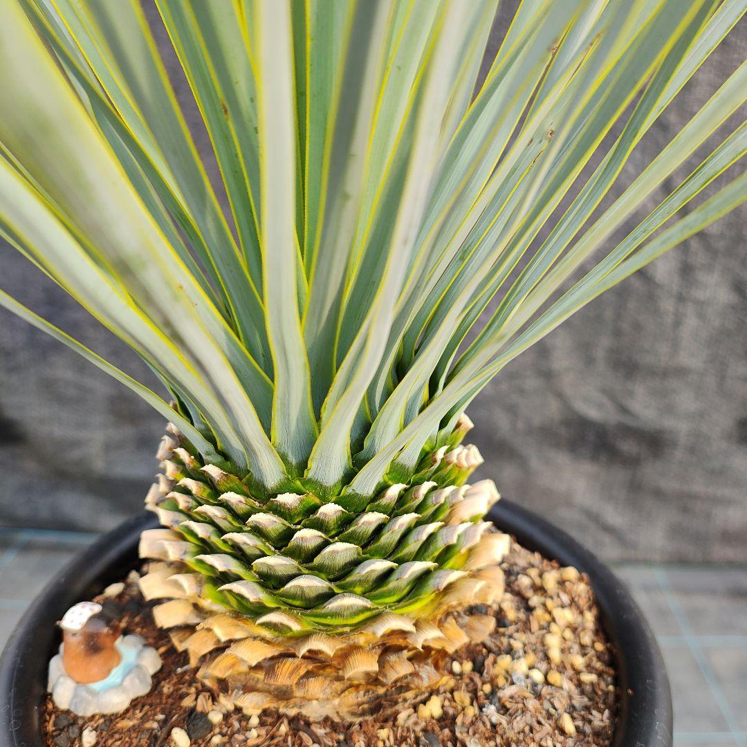 h*o様 ユッカ ロストラータ Hybrid No.2