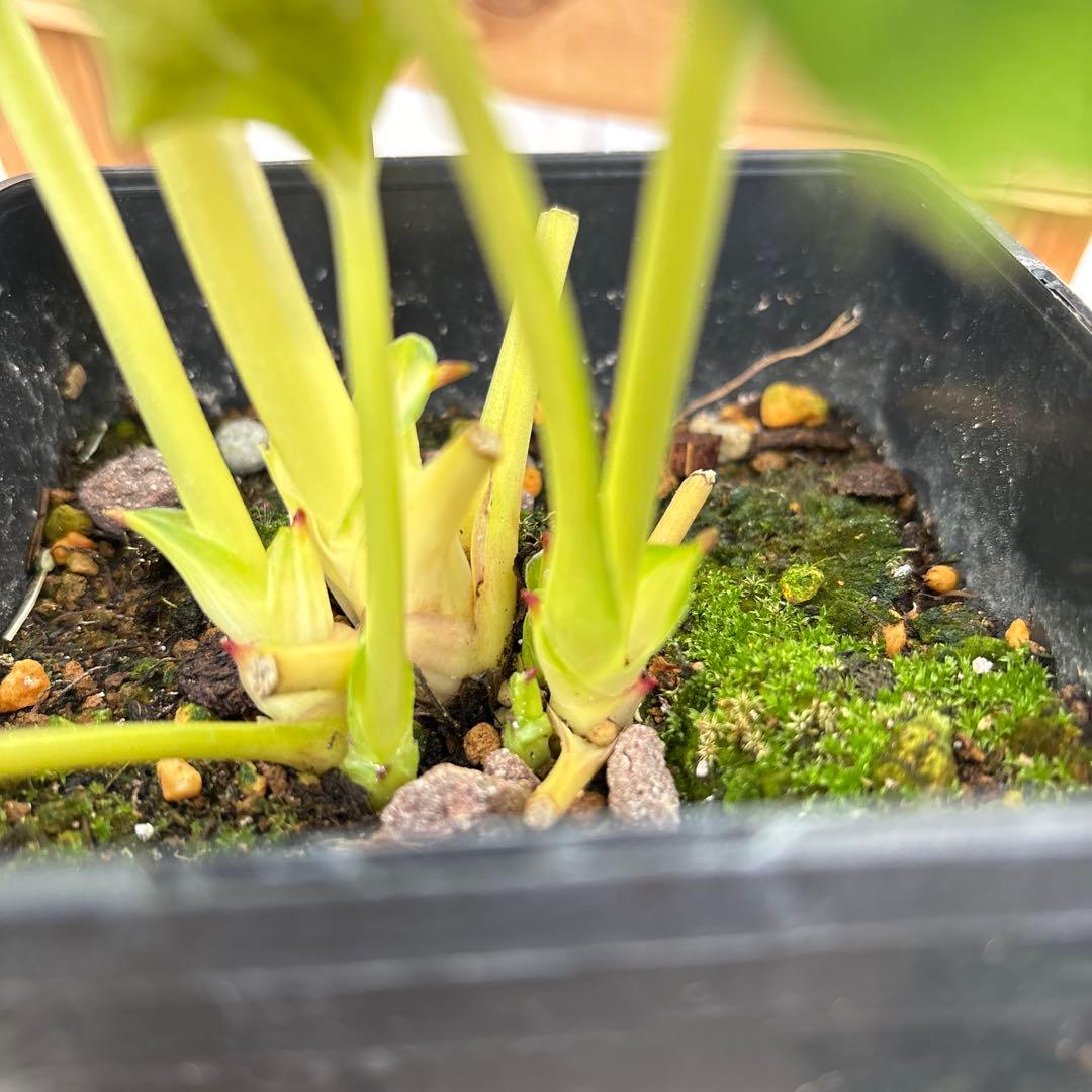 クリスマスローズ苗　ウィンターシンフォニー　蕾付きです