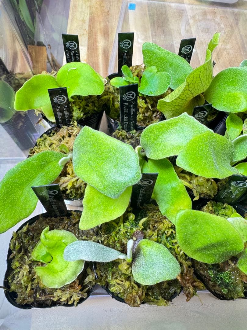 ビカクシダ　15種　ラスト