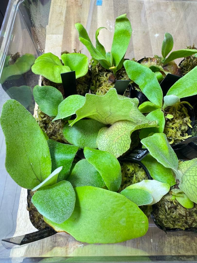 ビカクシダ　15種　ラスト