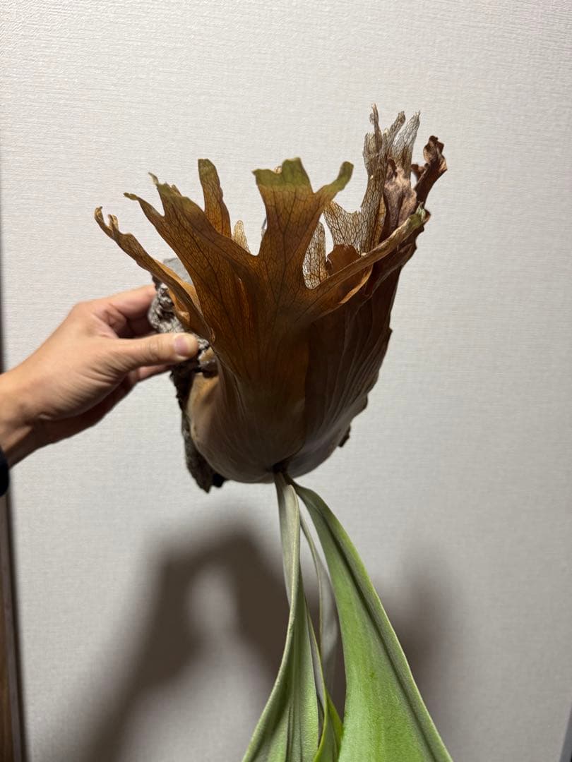 ビカクシダ　P. willinckii 'Kaika' カイカ