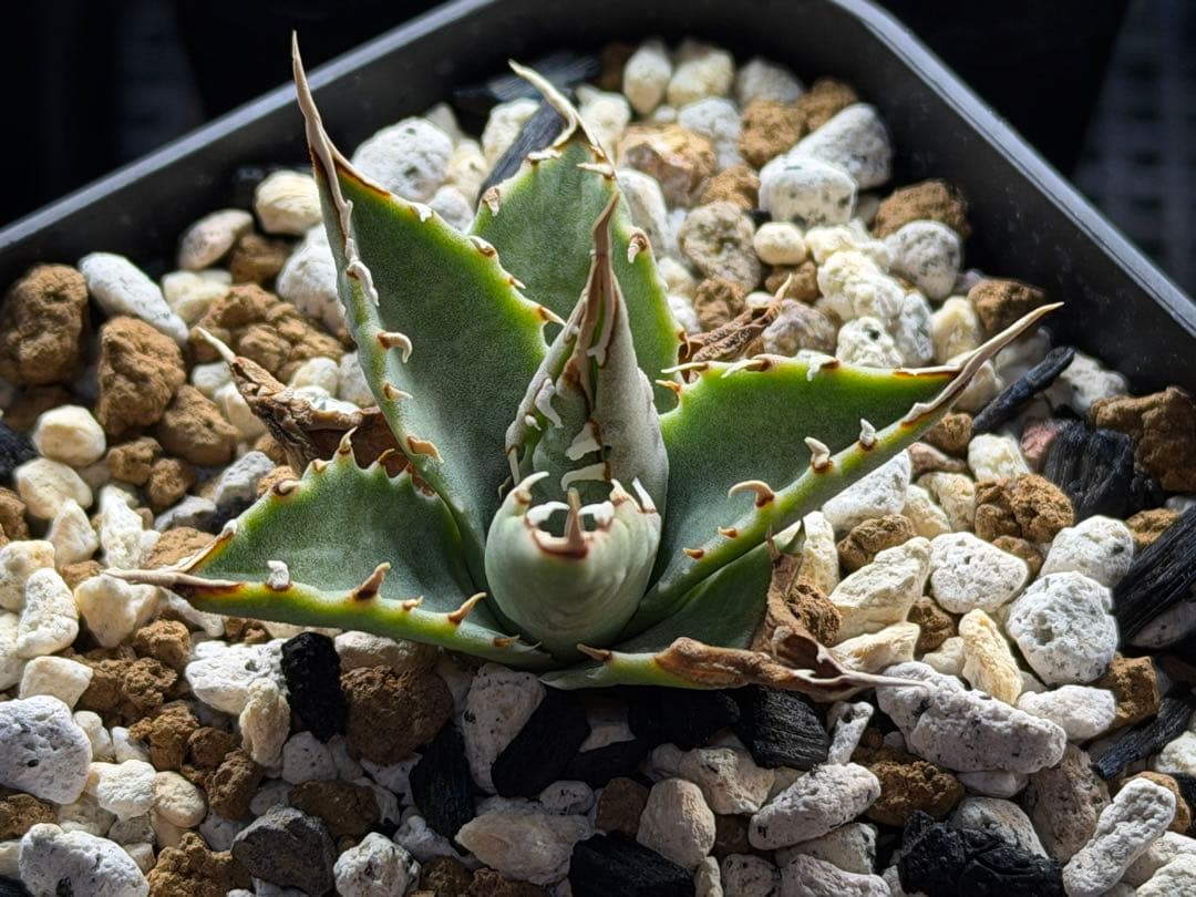 アガベ　エボリスピナ選抜実生株　鉢ごと発送　E-1