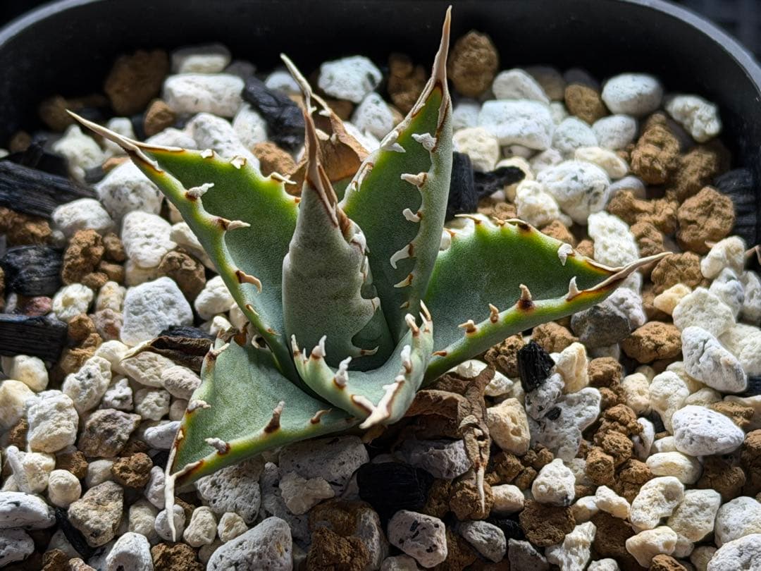 アガベ　エボリスピナ選抜実生株　鉢ごと発送　E-1