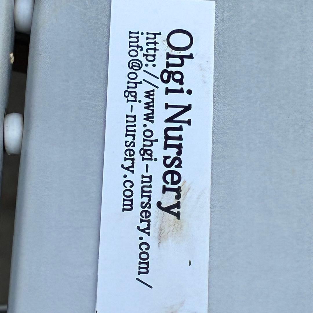 も*読様 3491☘️蕾花、タグ付き☘️金SD⭐️オーレア⭐️小輪⭐️金/紅ツー