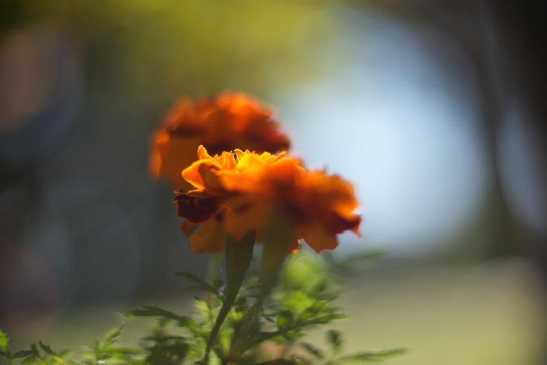 KMZ PO-2-2M 75mm f2 ライカM改 虹ゴースト グルグルボケ