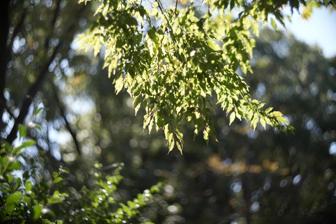 KMZ PO-2-2M 75mm f2 ライカM改 虹ゴースト グルグルボケ