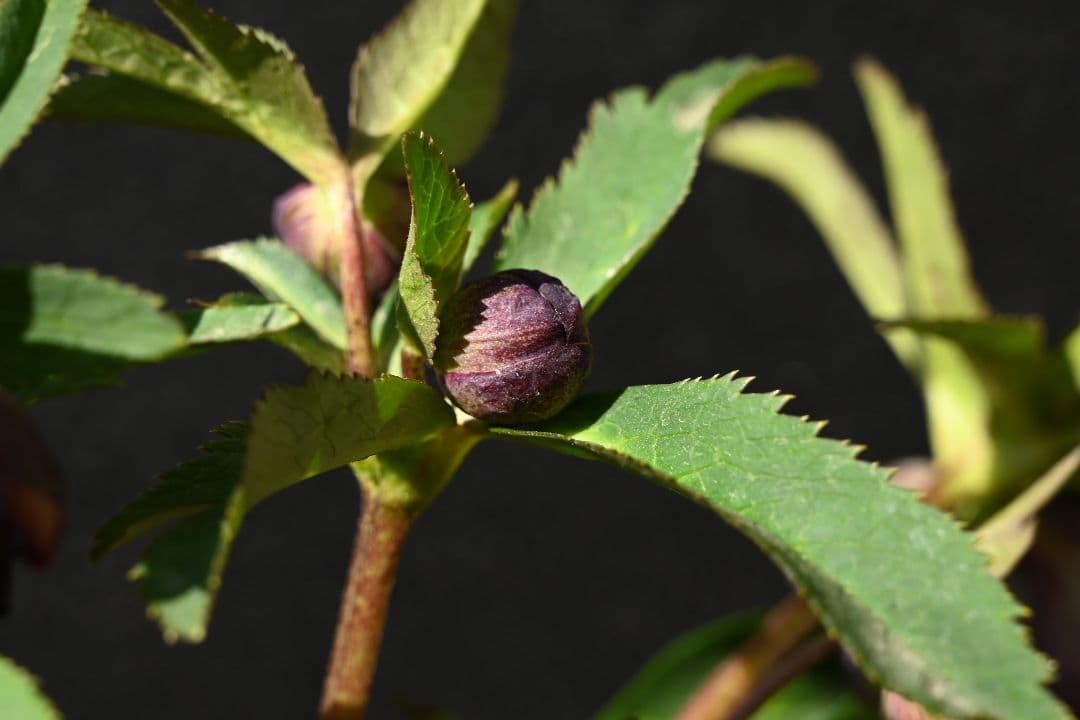 クリスマスローズ　認定Wild　Collection　加藤農園