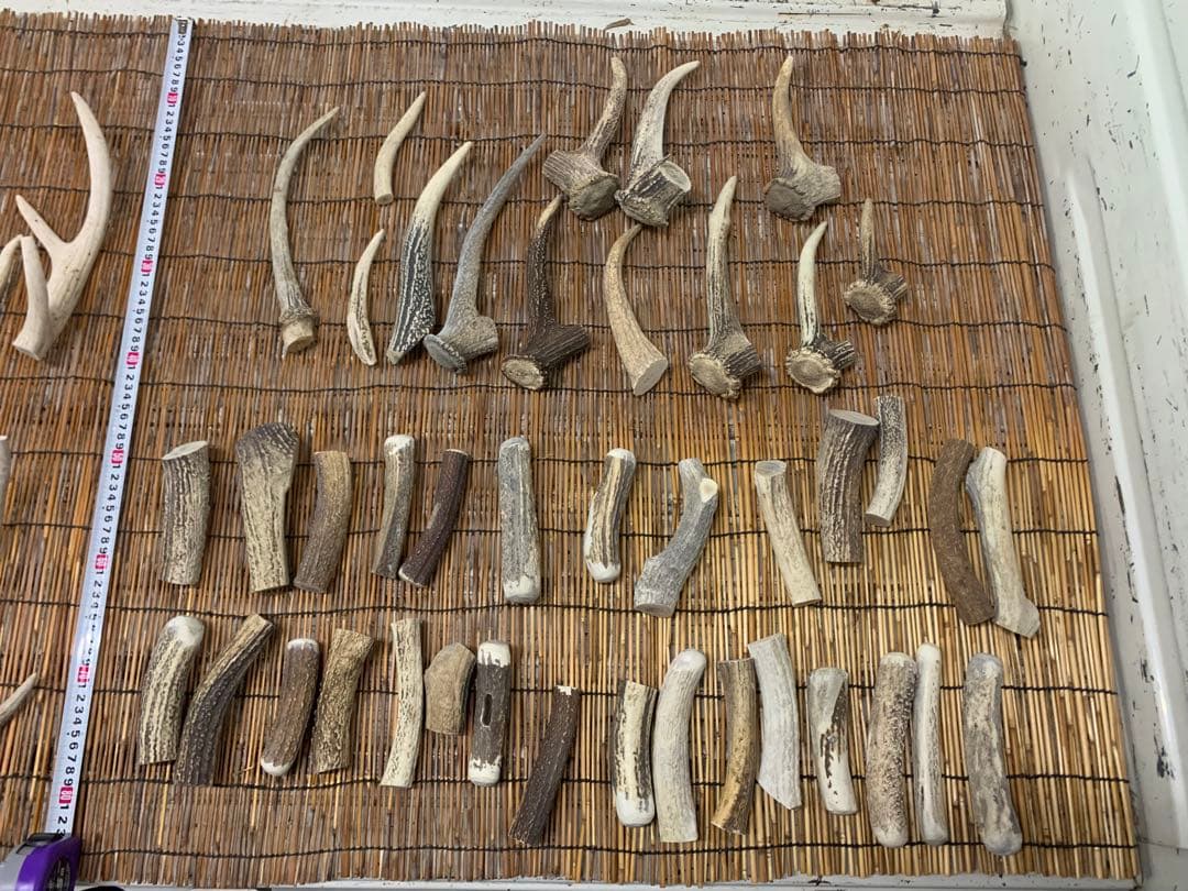 10.4kg 鹿の角　エゾシカ　角 端材　アクセサリー　パーツ素材