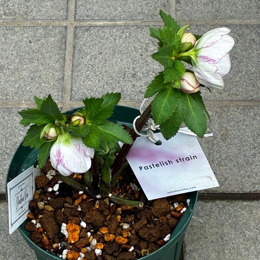 か*み様 3560☘️蕾花タグ付き☘️パステリッシュストレイン⭐️小輪⭐️優しい