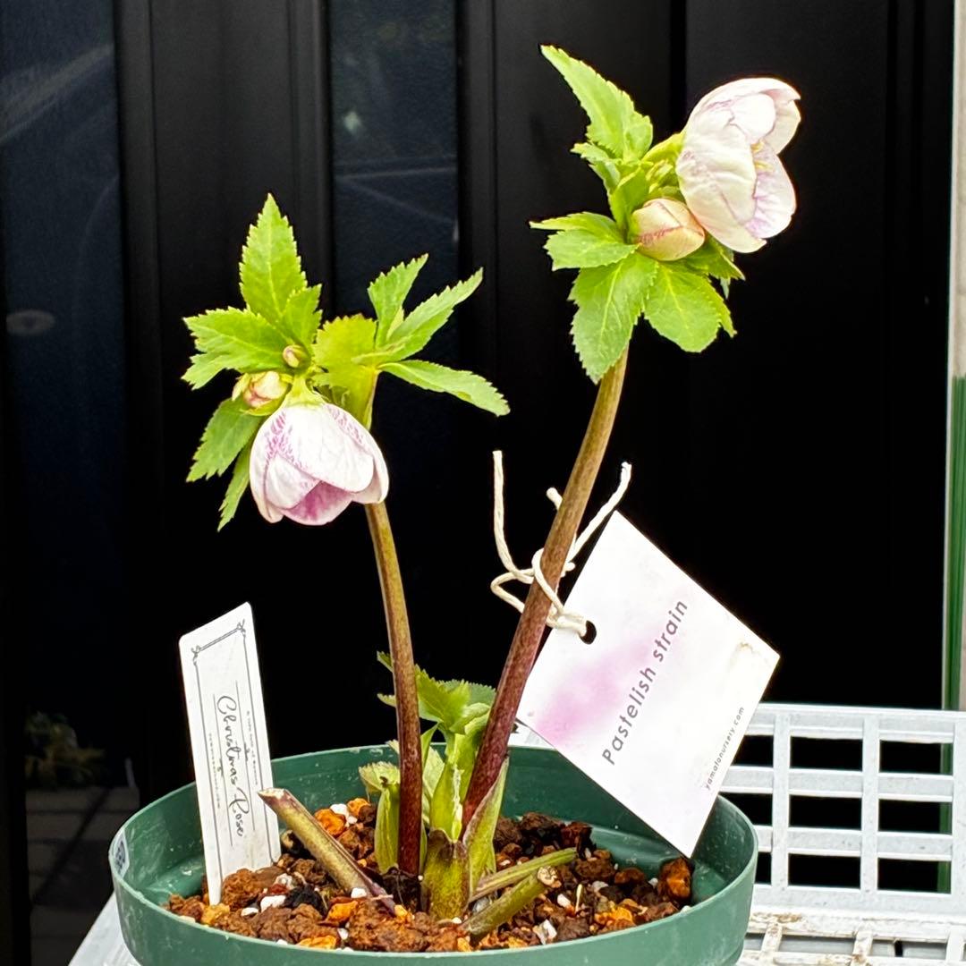 か*み様 3560☘️蕾花タグ付き☘️パステリッシュストレイン⭐️小輪⭐️優しい