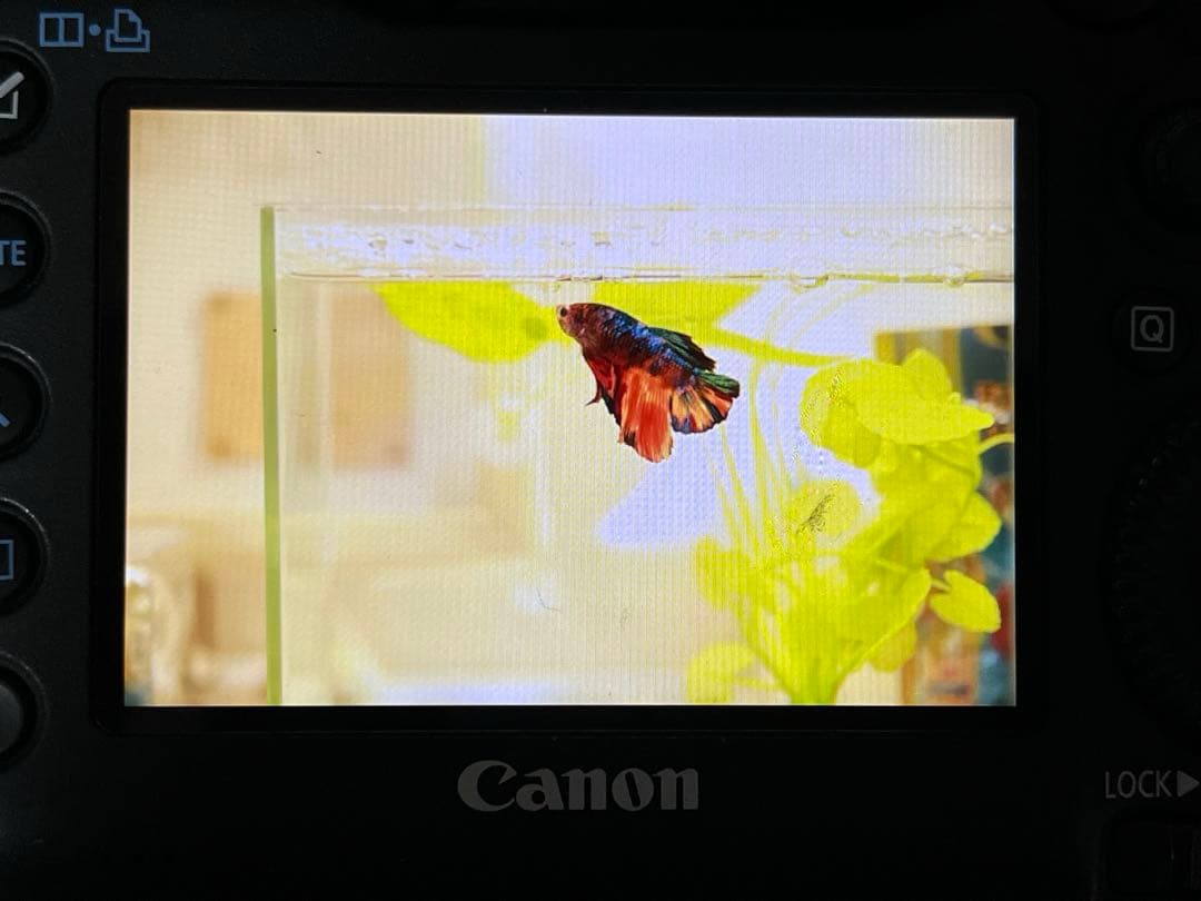 AF 28-75mm F2.8 キヤノンEFマウント