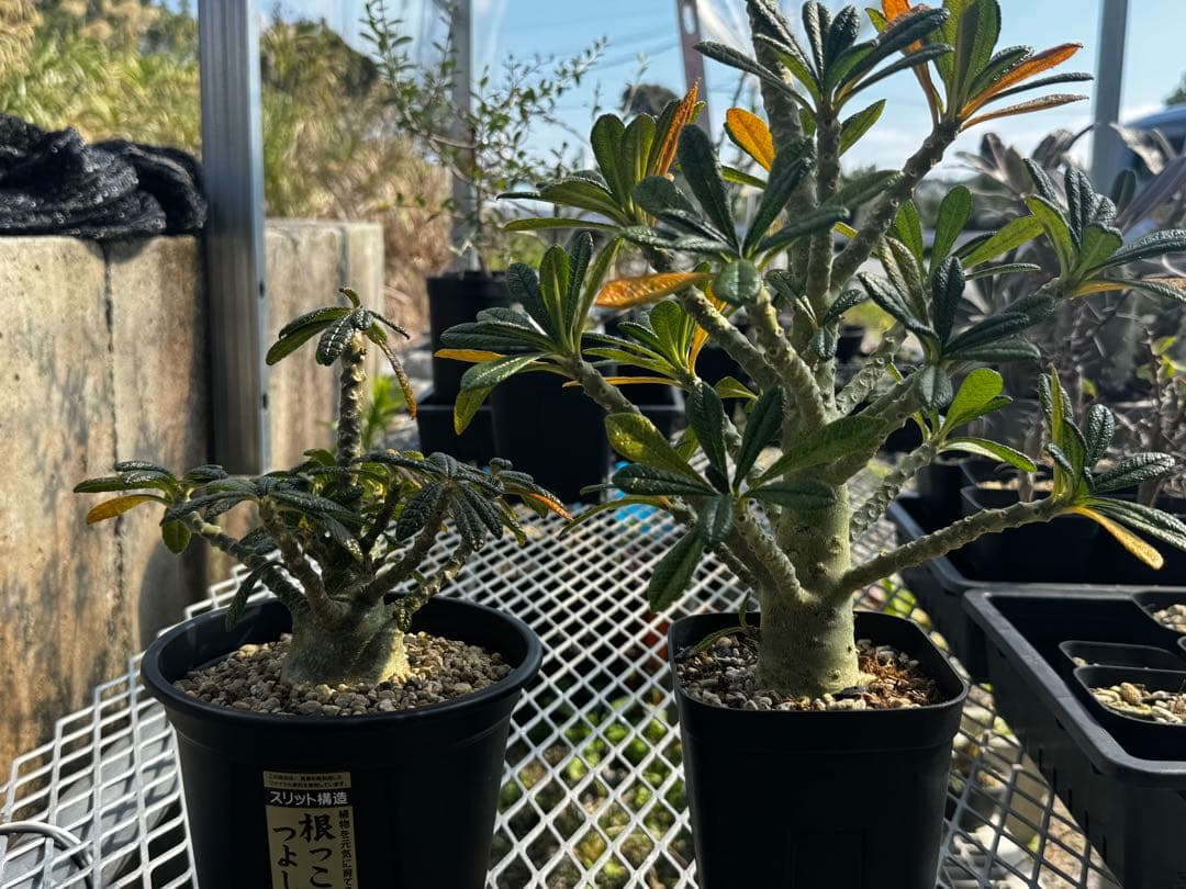 牛乳さん専用】ドルステニアギガス