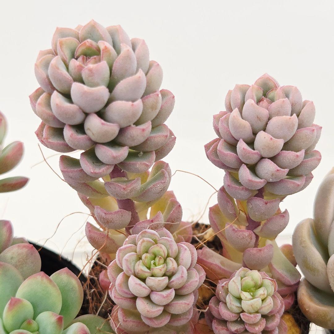 ㊸全15苗 つぶつぶ屋さん 萌牡丹❣️あられ❣️姫花火❣️発根済ネコポス込