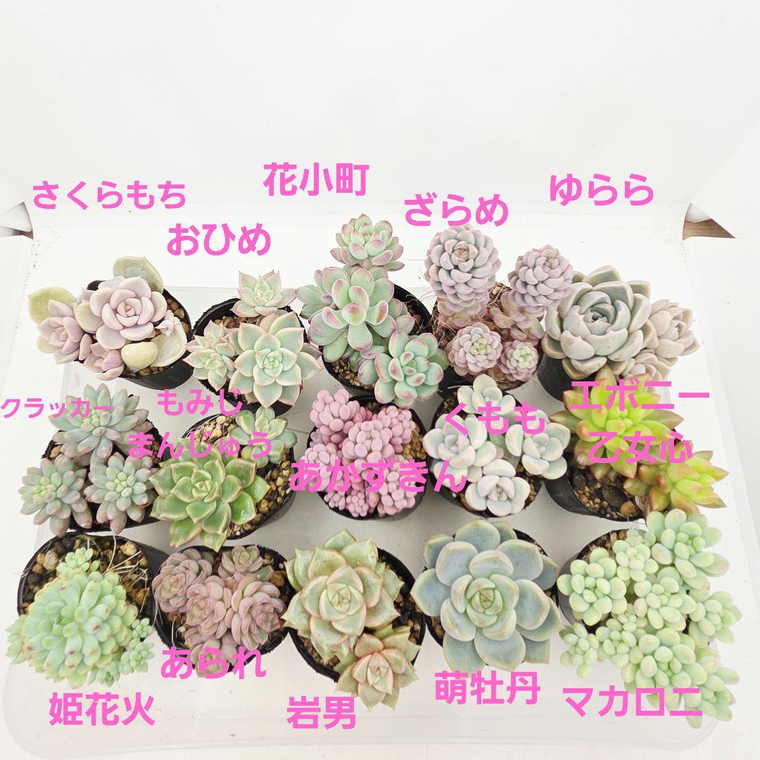 ㊸全15苗 つぶつぶ屋さん 萌牡丹❣️あられ❣️姫花火❣️発根済ネコポス込