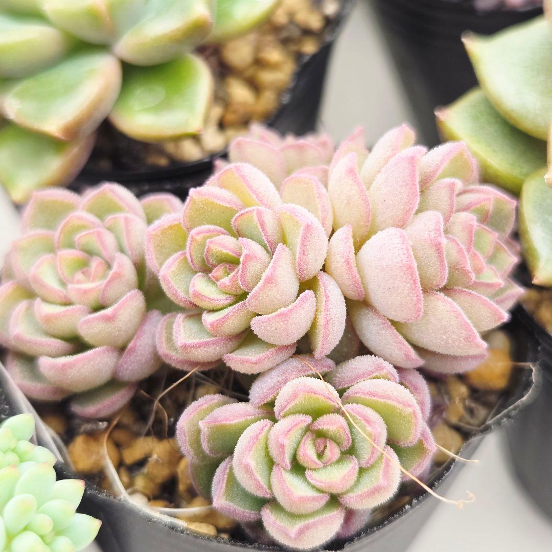 ㊸全15苗 つぶつぶ屋さん 萌牡丹❣️あられ❣️姫花火❣️発根済ネコポス込