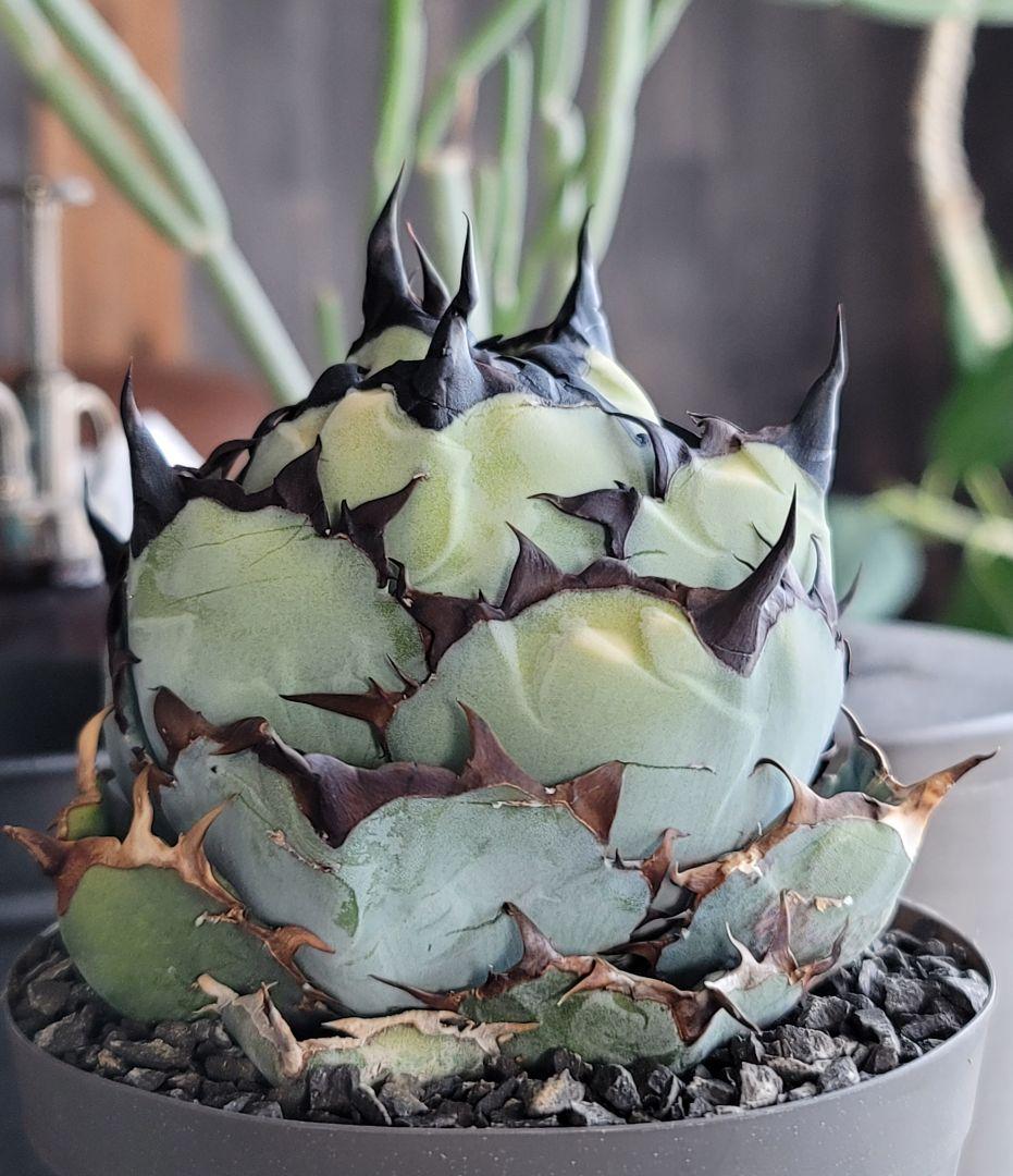 【龍皆歡さま専用】ブラック&ブルー　BB 　標本株