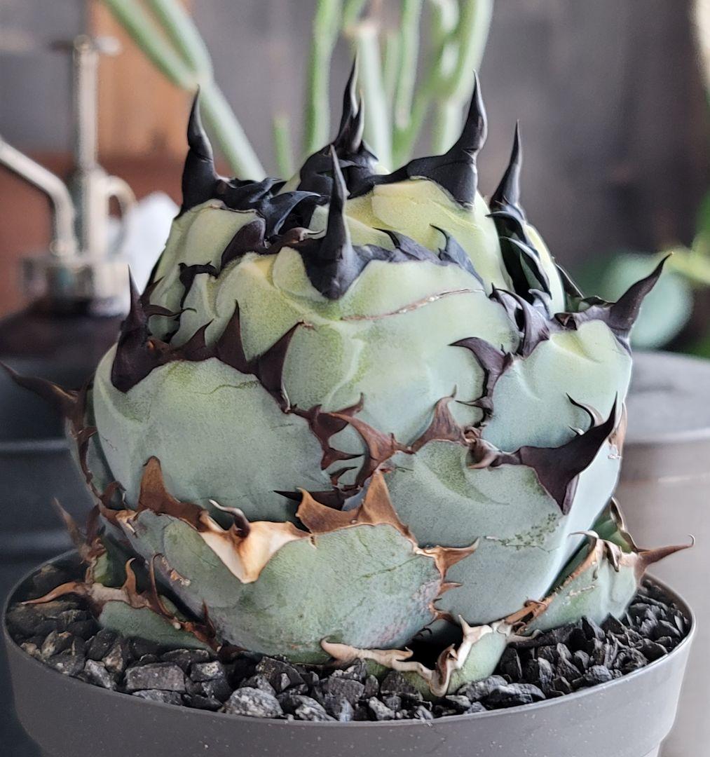 【龍皆歡さま専用】ブラック&ブルー　BB 　標本株