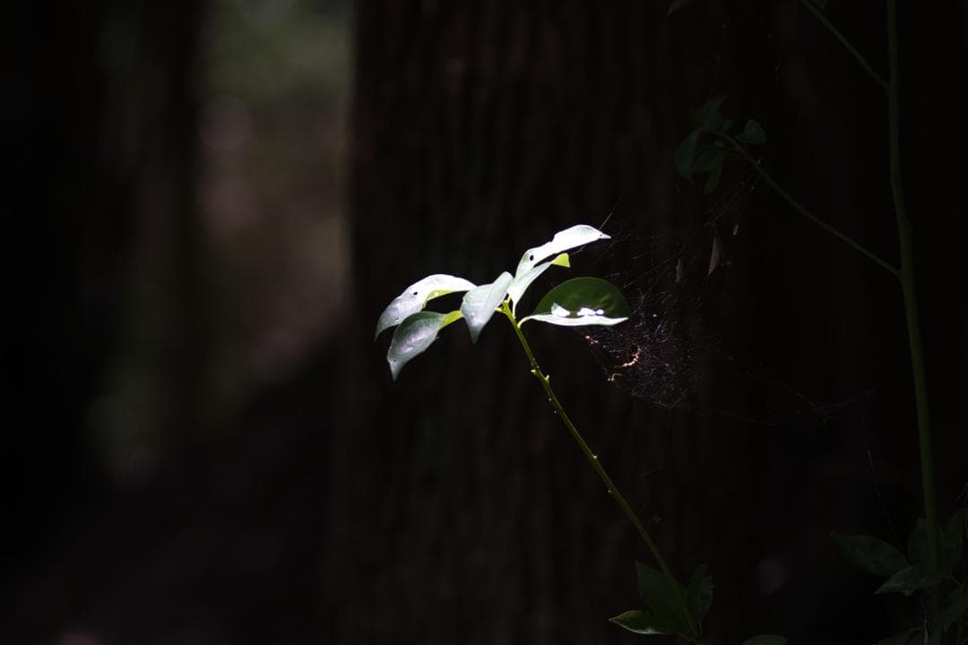 【美品完動】作例 Nikon ニコン New Nikkor 135mm F2.8