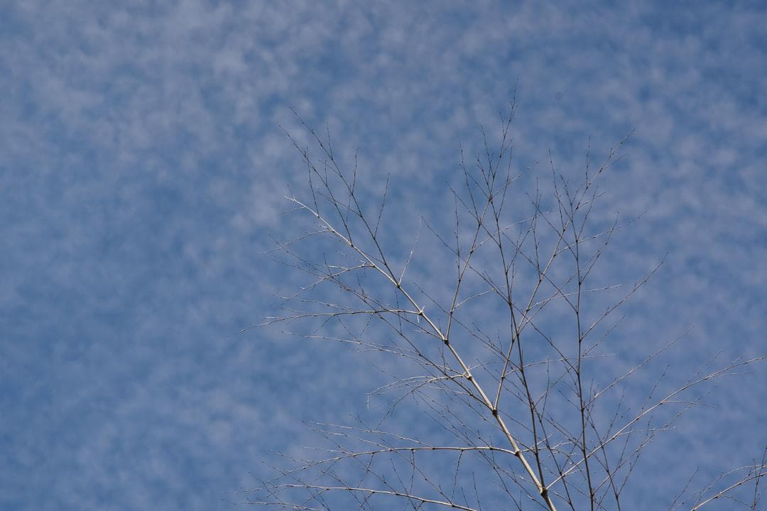 【美品完動】作例 Nikon ニコン New Nikkor 135mm F2.8