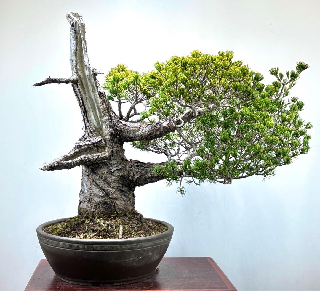 【九重】五葉松　盆栽