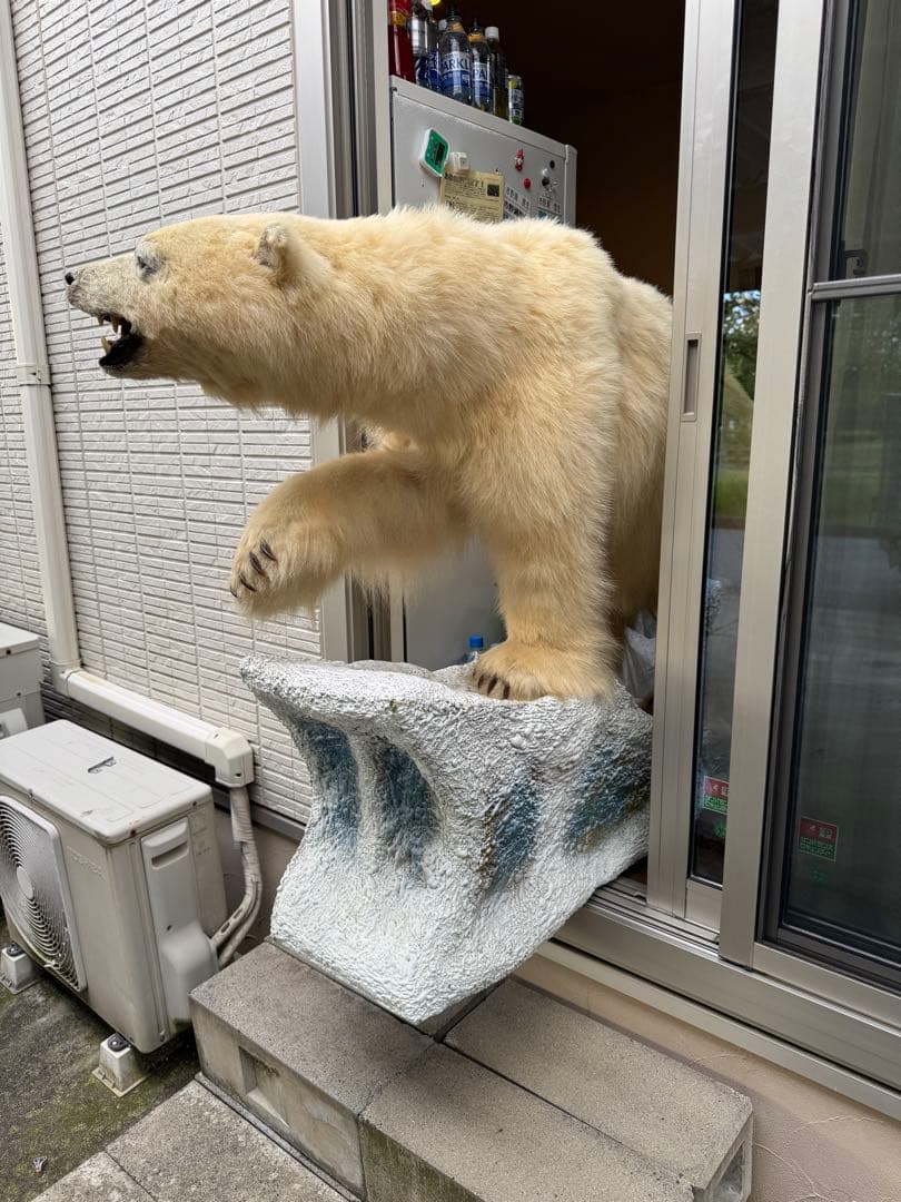 白熊剥製レプリカ