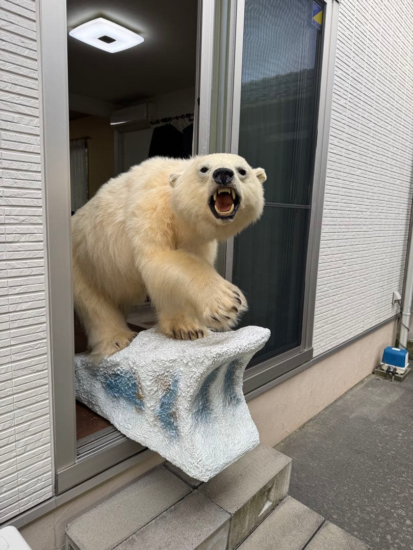 白熊剥製レプリカ