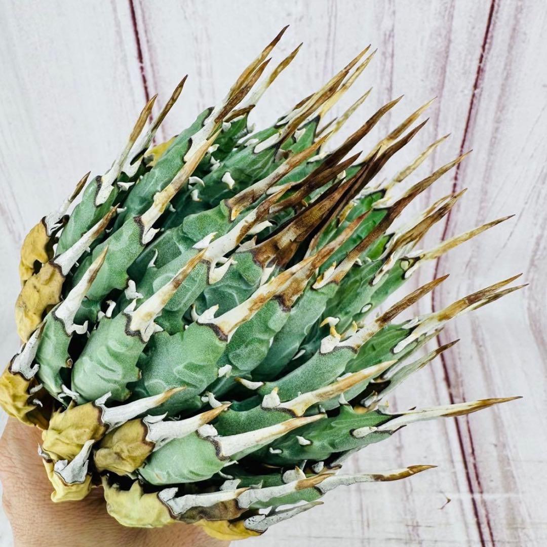 2 アガベ ユタエンシス　エボリスピナ ショートスパイン 短葉