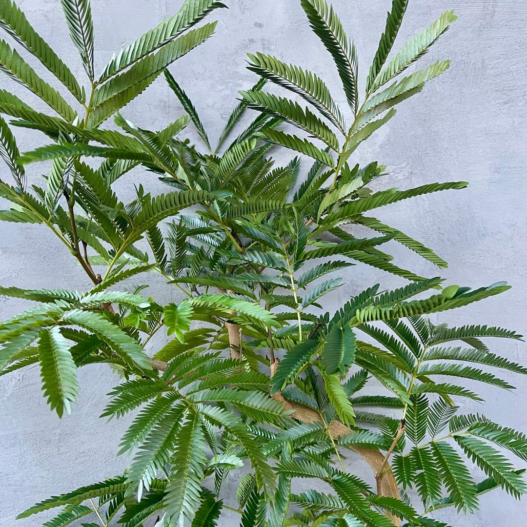 美形　大型　エバーフレッシュ　S字仕立て　天然苔　バルーン陶器鉢　植え込み発送