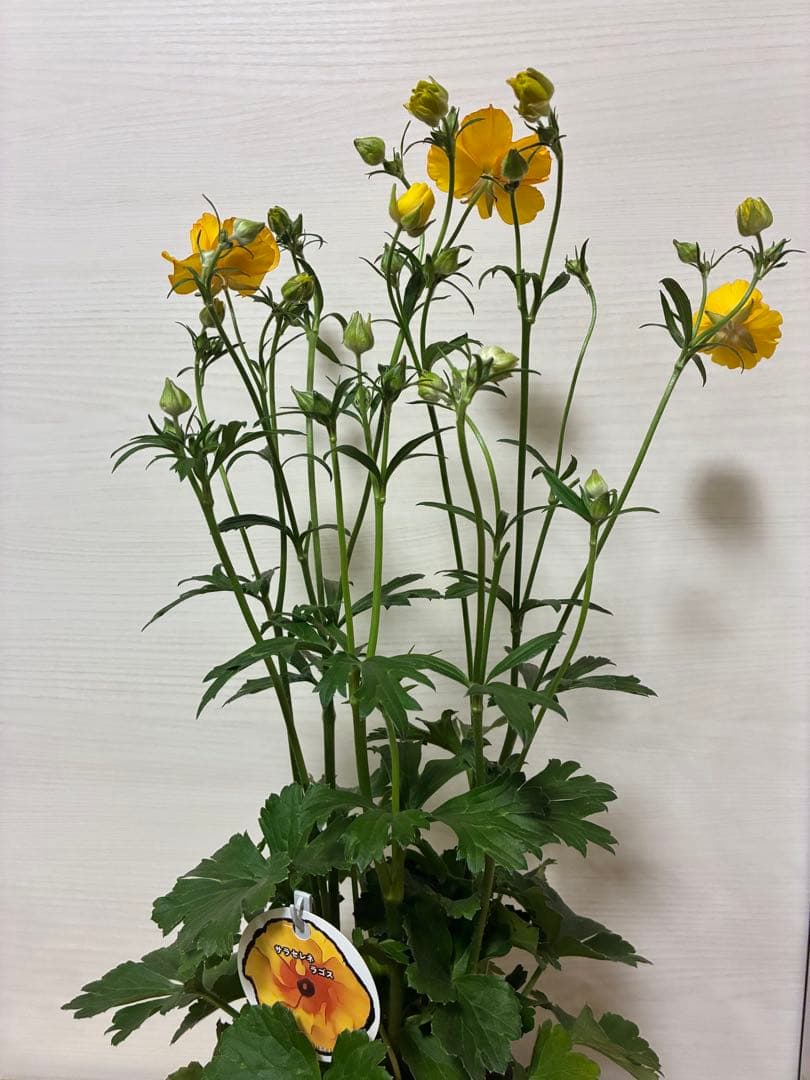 ラナンキュラスラックス　ランドセル　５号鉢ムーサ　ピュタロス　カルキノス　ラゴス