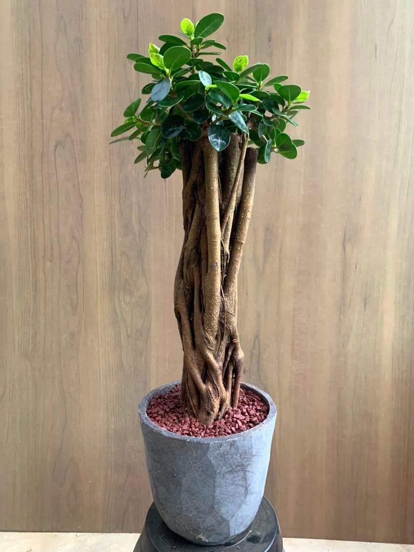 コパンダガジュマル　インテリアポット入り！