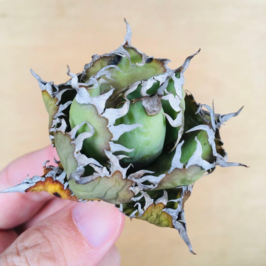 マ*グ様 1 フィリグリー コンパクト ボールタイプ 矮性ミニTC株 アガベ チ