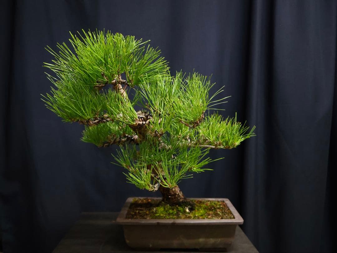 t*a様 フォロワー300人記念オークション　黒松　盆栽　古木　太幹　葉ぶり樹高