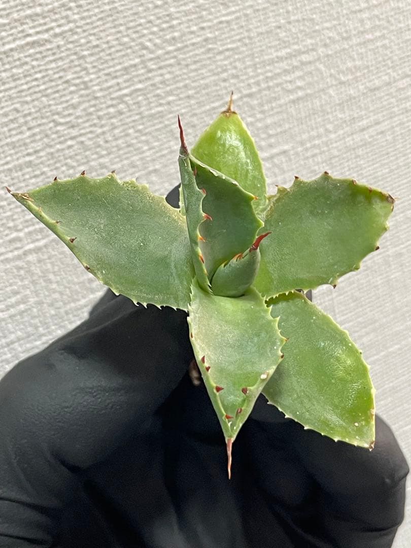 ジェレミー産 アガベ ネバデンシス×（パラサナ×イシスメンシス） ハイブリッド