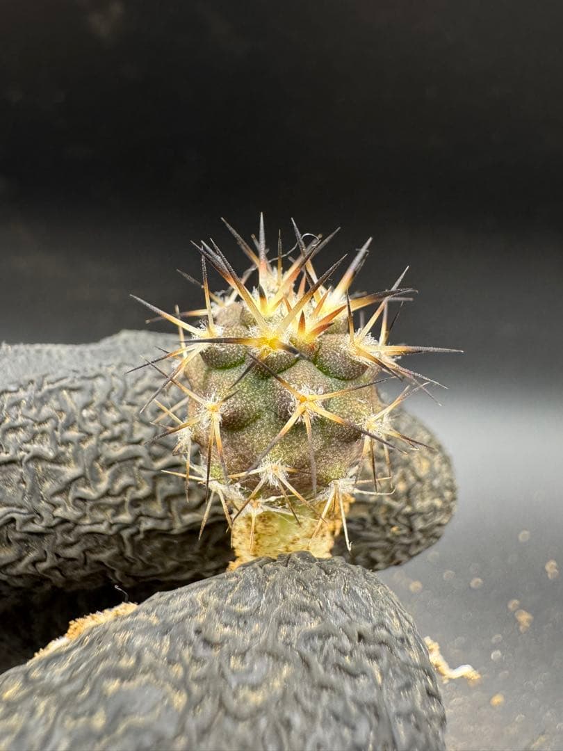 gyu様 リクエスト 5点 まとめ商品