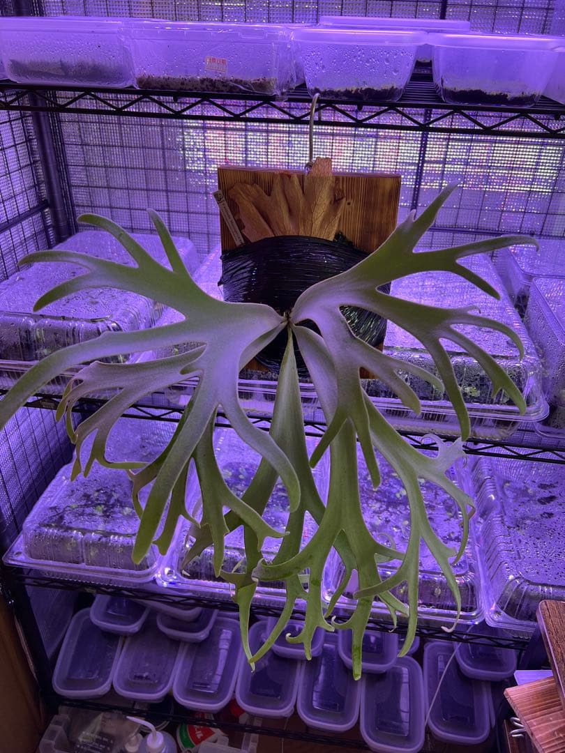 ビカクシダ willinckii 月光爪哇 オリジナル 親株