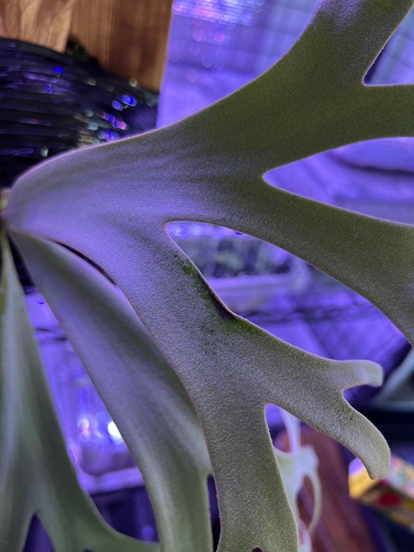 ビカクシダ willinckii 月光爪哇 オリジナル 親株