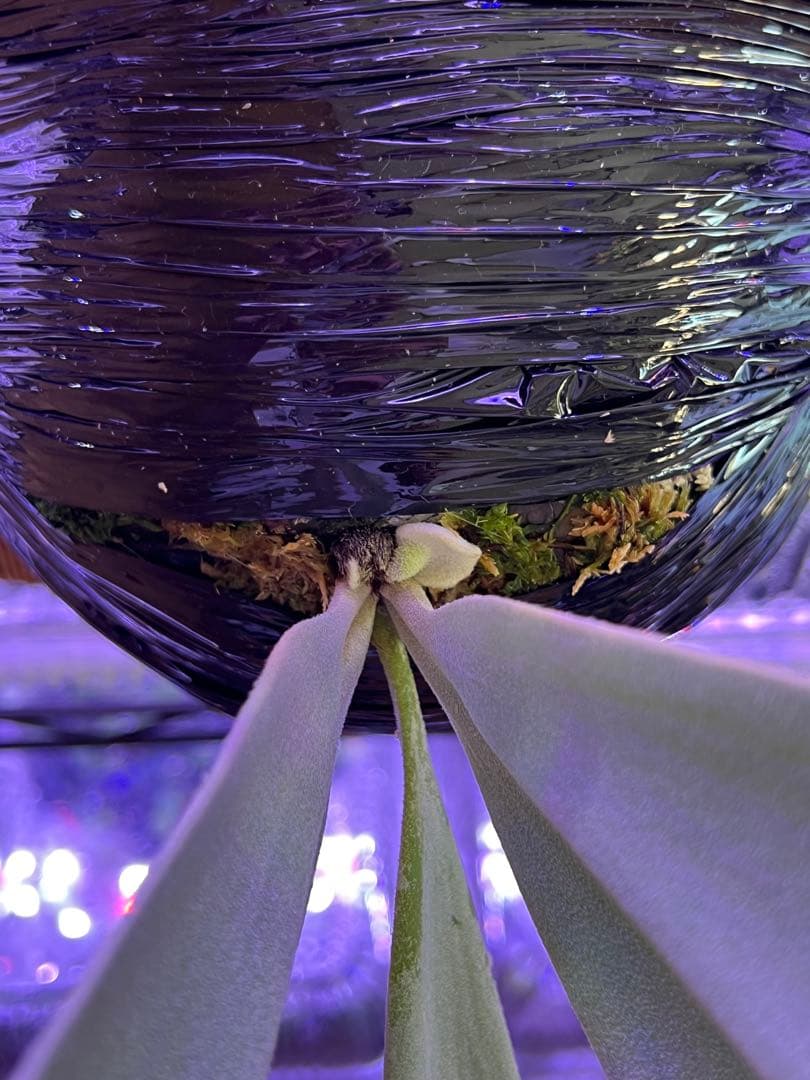 ビカクシダ willinckii 月光爪哇 オリジナル 親株