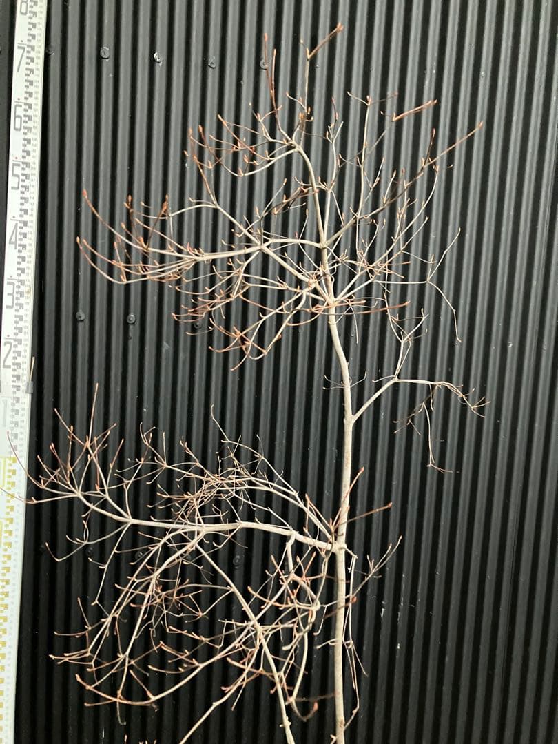 山採り　ドウダンツツジ　p