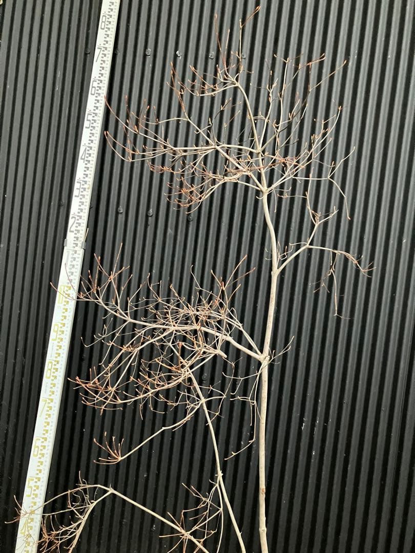 山採り　ドウダンツツジ　p