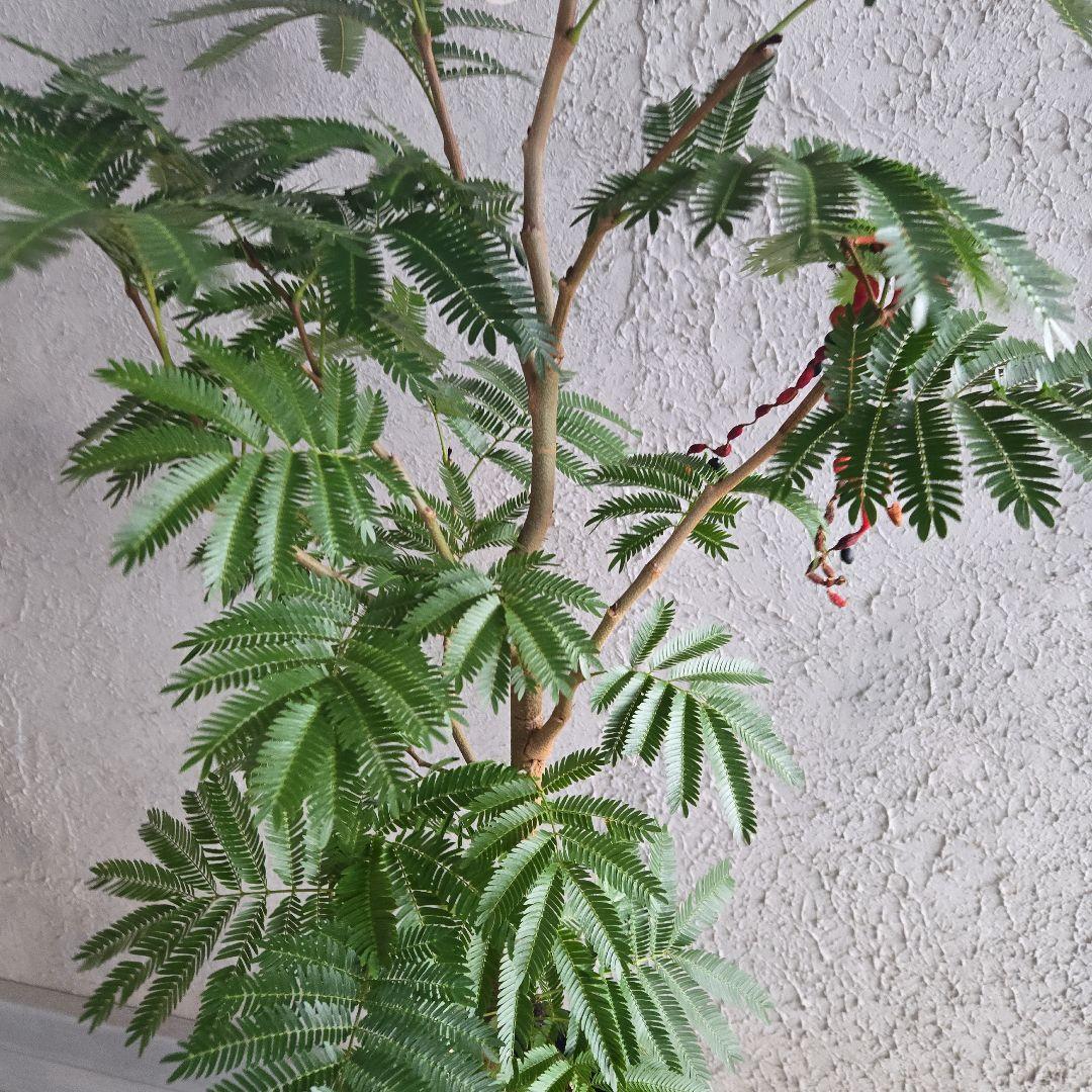 ①　エバーフレッシュ　8号　極太　最高等級極上品‼️