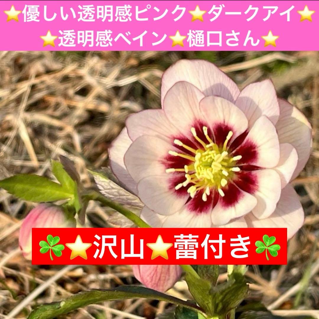 ラ*ク様 ☘️❤️沢山❤️蕾付き☘️3396⭐️優しい透明感ピンク⭐️ダークアイ