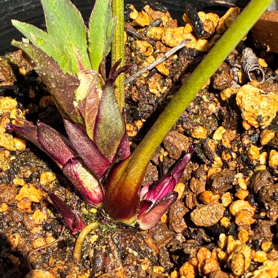 ラ*ク様 ☘️❤️沢山❤️蕾付き☘️3396⭐️優しい透明感ピンク⭐️ダークアイ