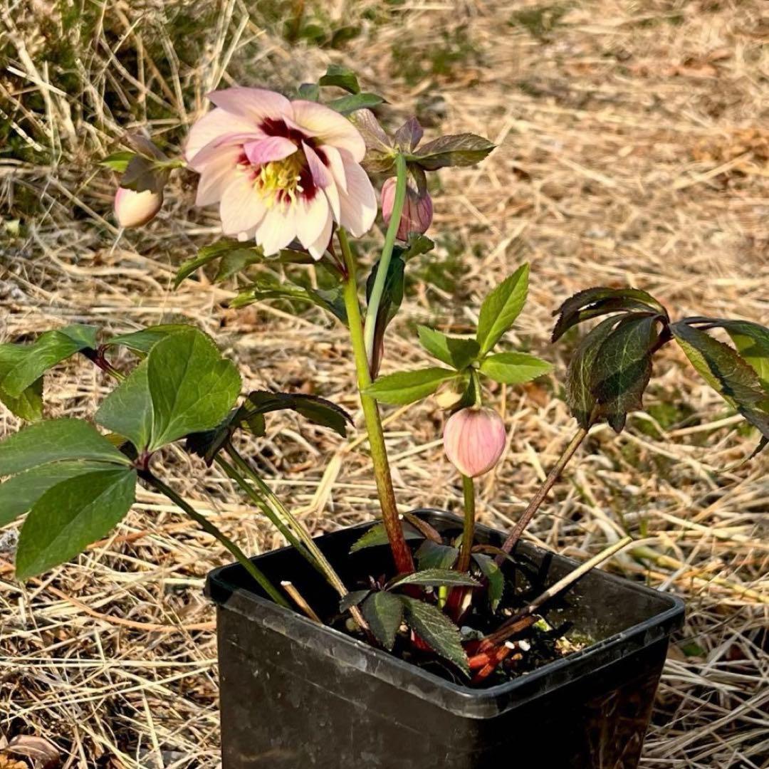 ラ*ク様 ☘️❤️沢山❤️蕾付き☘️3396⭐️優しい透明感ピンク⭐️ダークアイ
