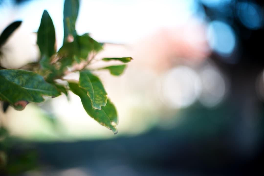 【極美品】動作◎ ニコン Ai-s Nikkor 50mm F1.4 773