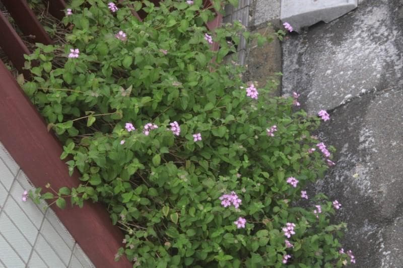 CANON EF 28-70mm f/2.8 L USM （整備品）