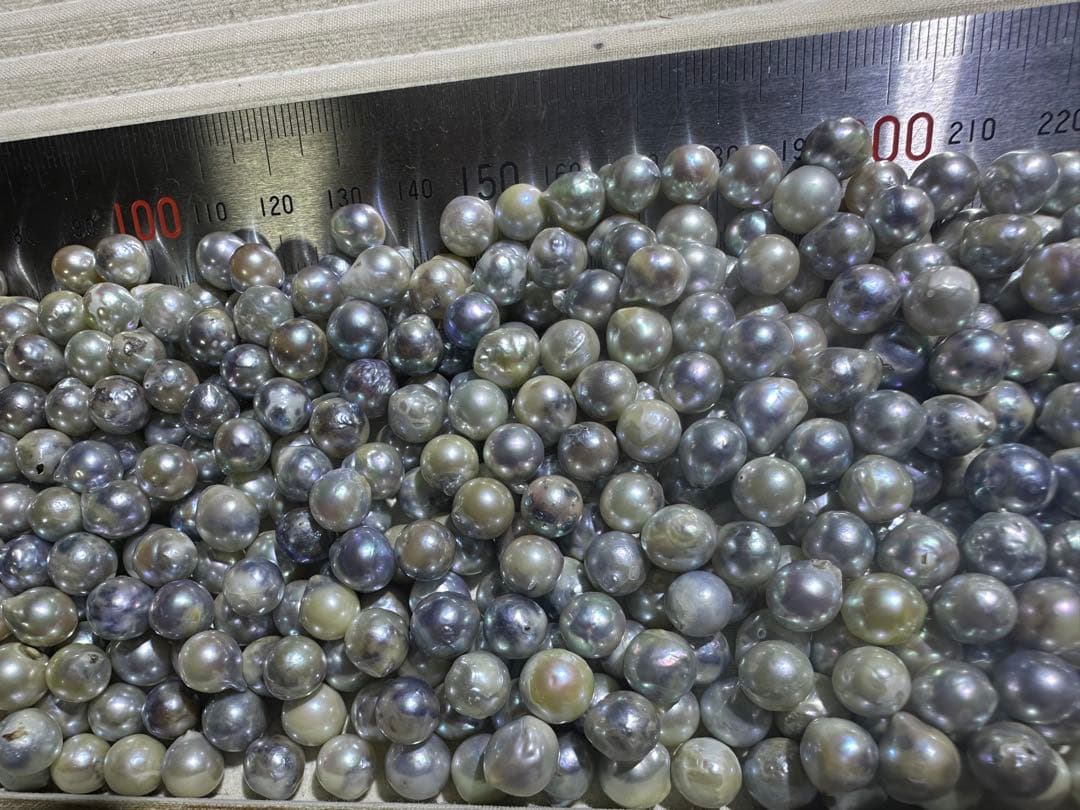 あこや真珠　パール　1630g