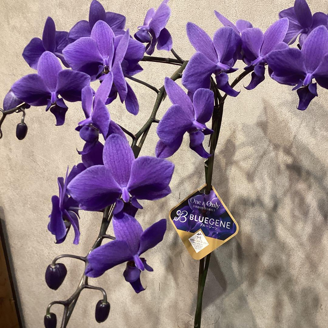 現品❗️入荷少なめです❗️超希少❗️胡蝶蘭❤️ブルージーン　1本立